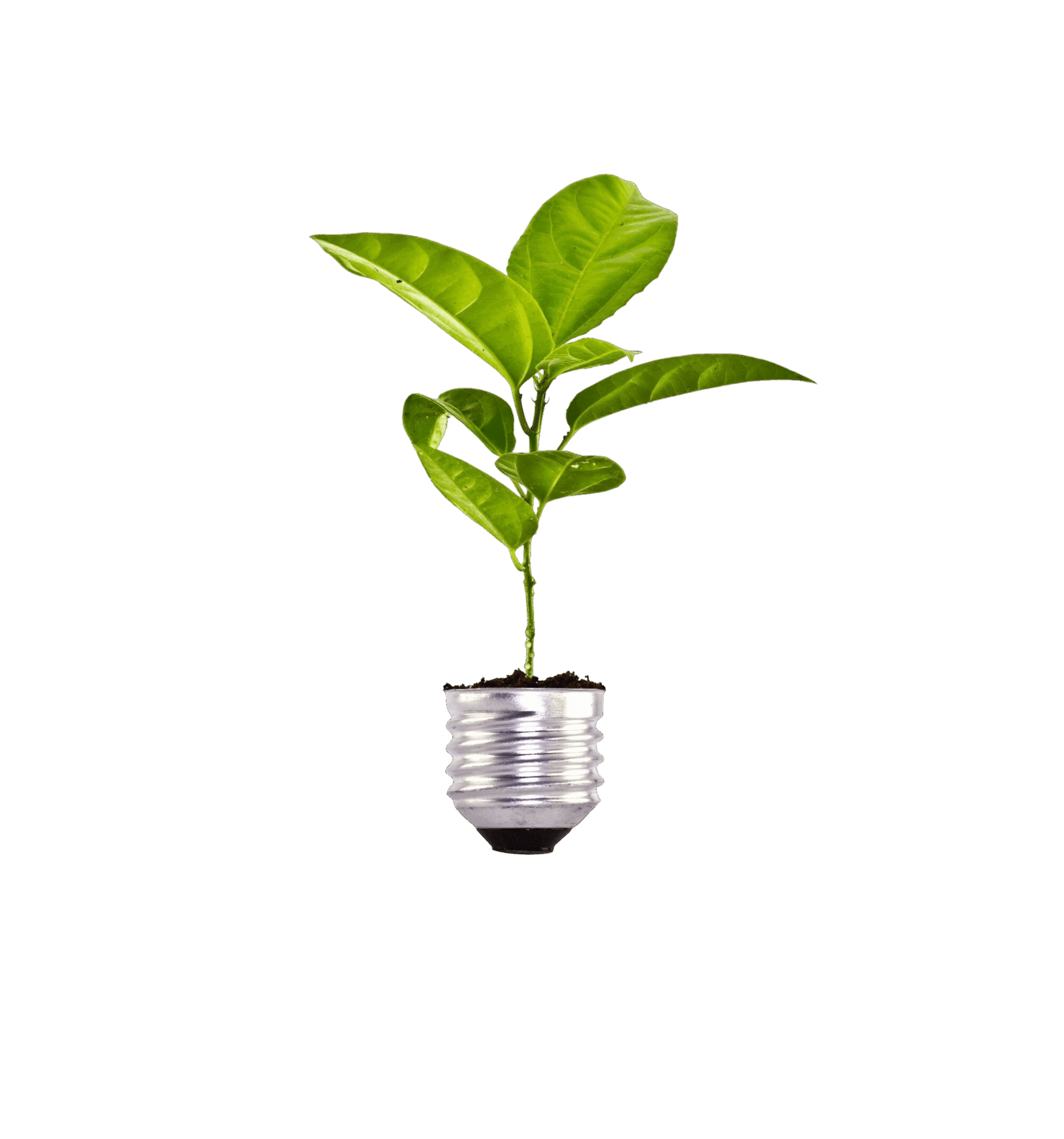 plant-growing-bulb-scaled